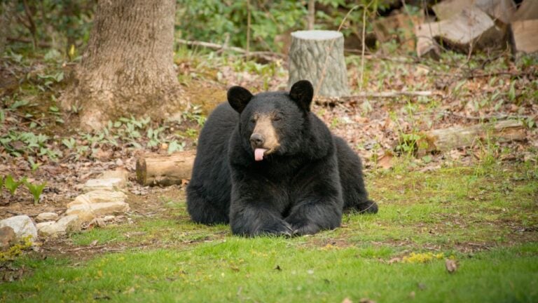 9 North Carolina Wildlife Encounters Newcomers Handle Horribly