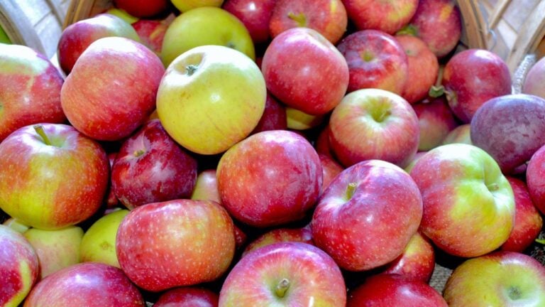 4 New York Apple Varieties You Won’t Find at a Grocery Store Outside the State