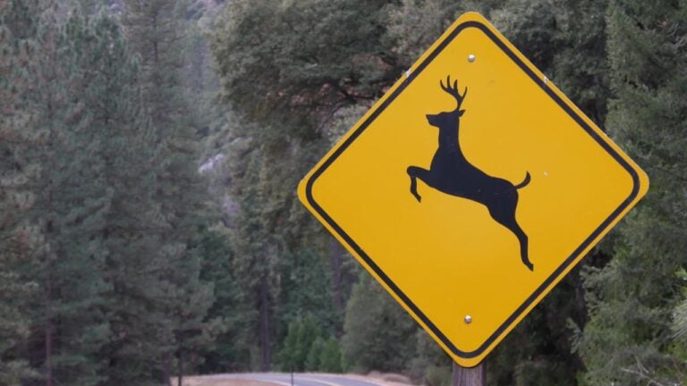 8 Driving Mistakes That Turn Michigan’s Deer Season Into an Insurance Claim