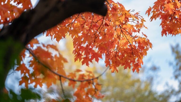 8 North Carolina Mountain Trips That Are a Mistake to Book for Leaf Season