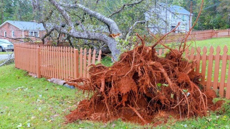 7 Rules That Decide Which California Neighbor Pays When a Shared Tree Falls
