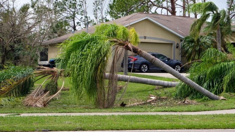 8 Situations When a Storm-Downed Tree in Florida Becomes Your Neighbor’s Problem, Not Yours