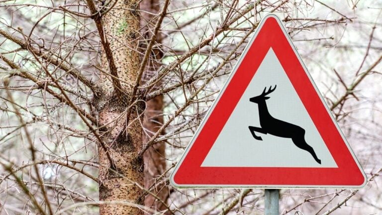 8 Things Tennesseans Have to Do After Hitting a Deer