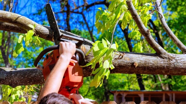 6 Tree Laws Virginia Homeowners Only Learn About After a Dispute