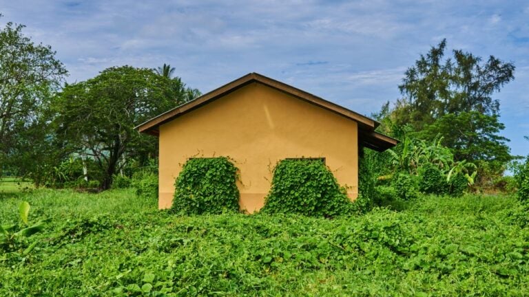 8 Things Floridians Can’t Do About a Neighbor’s Overgrown Lot