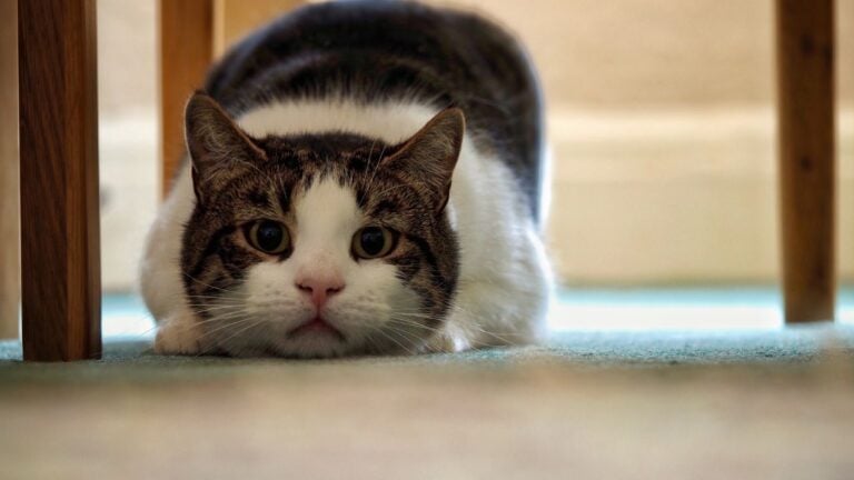 7 Household Habits Alabamians Have That Can Make Their Pets More Anxious