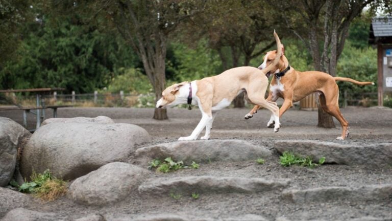 11 Unspoken Dog Park Rules New York City Pet Owners Should Know