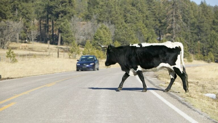 8 Things Wyoming Ranchers Wish Weekend Visitors Understood