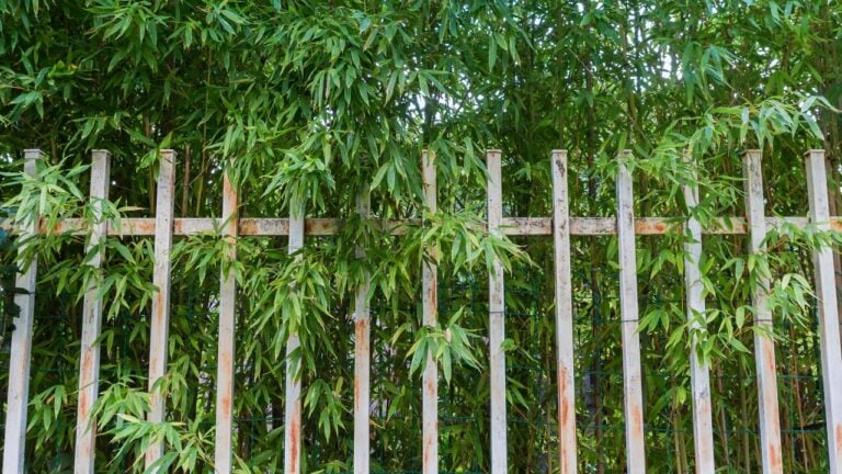 10 Landscaping Choices That Create Years of Trouble for North Carolina Homeowners