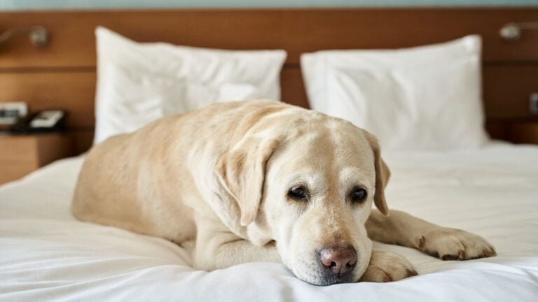 10 Signs a New Hampshire Hotel or Restaurant Isn’t Pet-Friendly