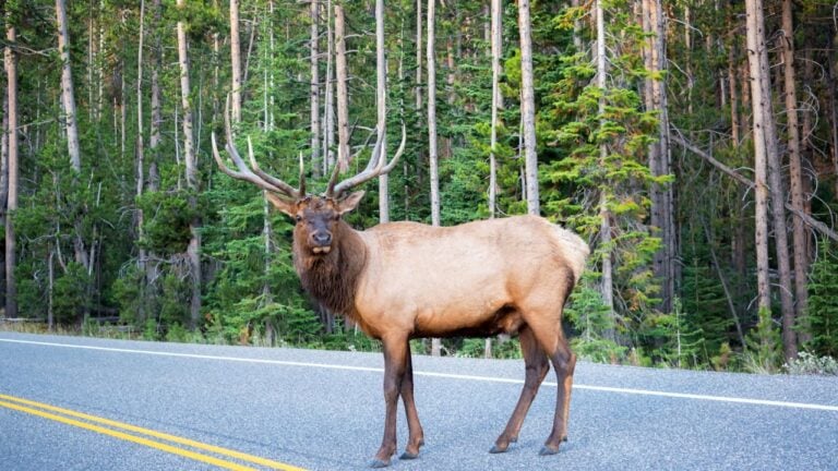 8 Things Newcomers Never See Coming When They Move to Wyoming