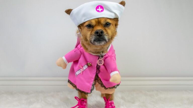 8 Pet Products Tennesseans Swear Their Pet Will Love and Doesn’t