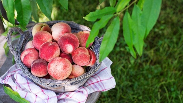 9 Things Georgia Peach Farm Stands Do That Tourists Never Expect