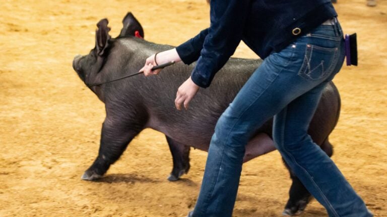6 Things North Dakotans Do Every County Fair That Visitors Find Charming