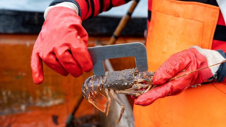 5 Things Mainers Do When Lobster Boats Come In That Tourists Find Fascinating