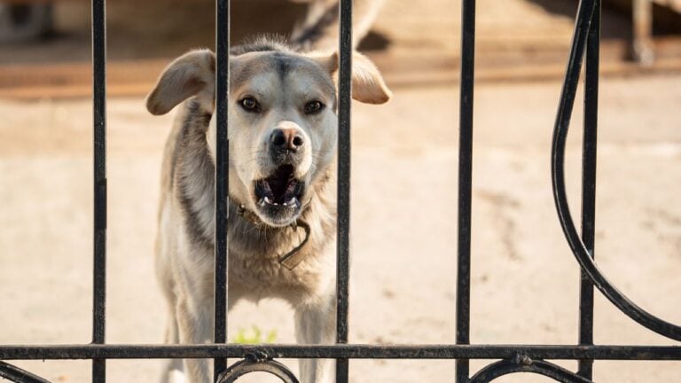 9 Pet-Related Disagreements That Turn Pennsylvania Neighbors Against Each Other