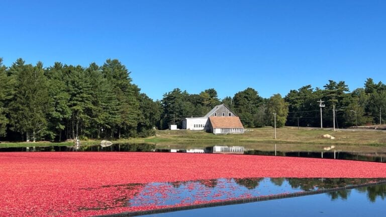 6 Things a Massachusetts Cranberry Bog Does During Harvest That Surprise Visitors