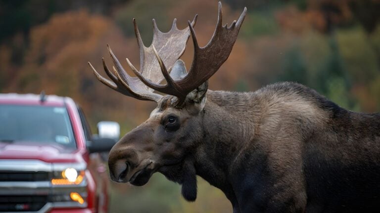 7 Things New Hampshire Wildlife Starts Doing in the Fall That Surprise New Residents