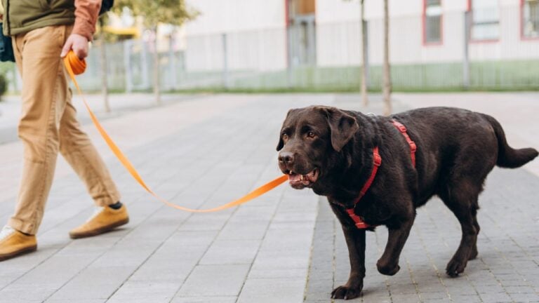 9 Everyday Outdoor Hazards Texas Dog Owners Need to Watch For