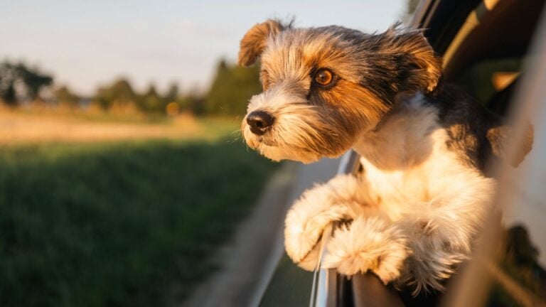 5 Mistakes Kansans Make When Taking Pets on a Road Trip