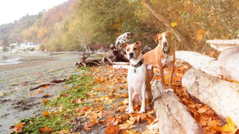 5 Beach Rules Rhode Island Visitors Break Every Fall