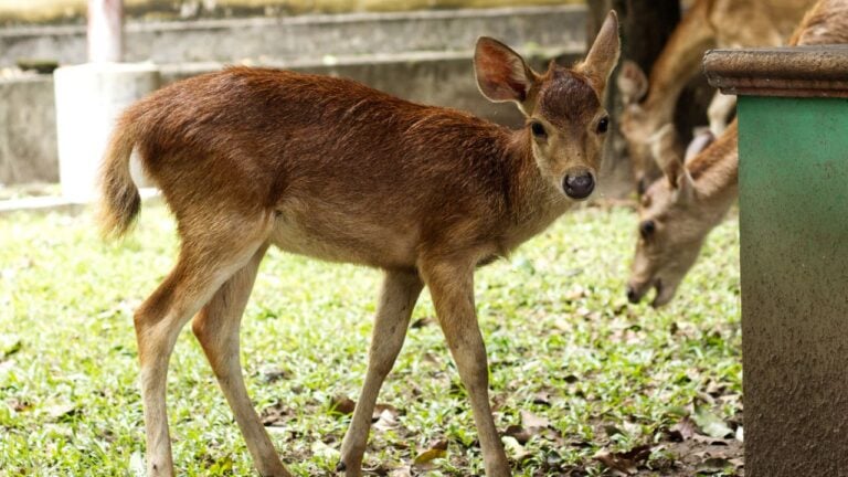 5 Wild Animals North Carolinians Could Be Fined for Feeding