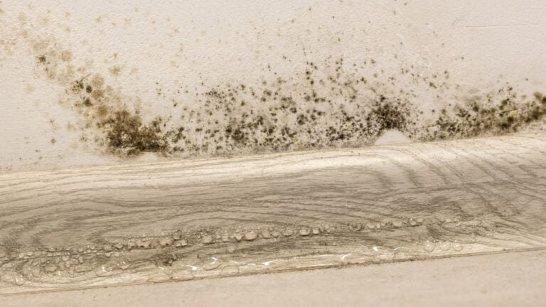 8 Moisture Problems Washington Homeowners Discover Too Late