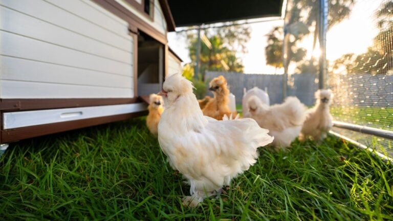 9 Backyard Chicken Rules That Surprise New Alabama Chicken Owners