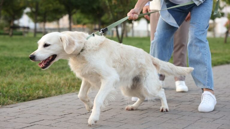 8 Habits That Give Away a First-Time Kentucky Pet Owner