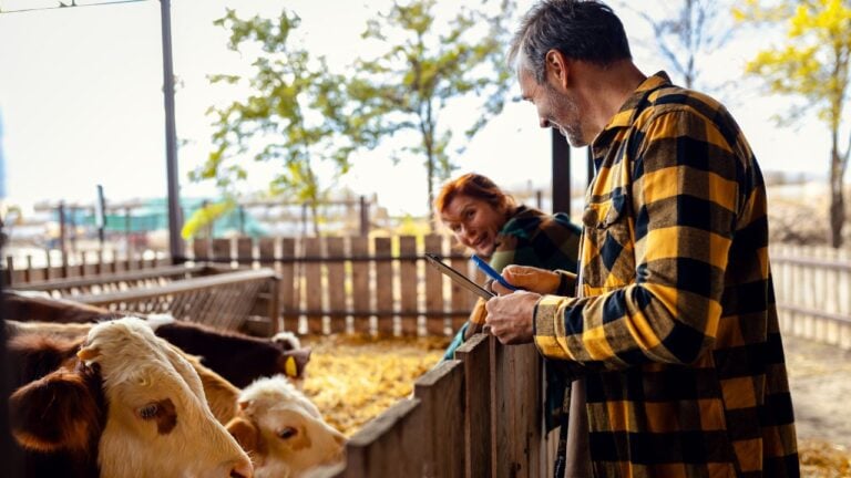 6 Montana Ranch Chores That Fill October