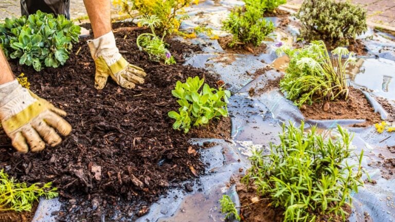 9 Household Habits Texas Pest Control Technicians Say Invite Bugs Inside