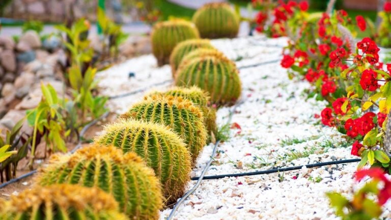 8 Things Nevada Does Better That Arizonans Won’t Admit