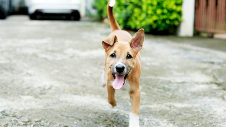 9 Things North Carolinians Should Do Before an Animal Ever Goes Missing