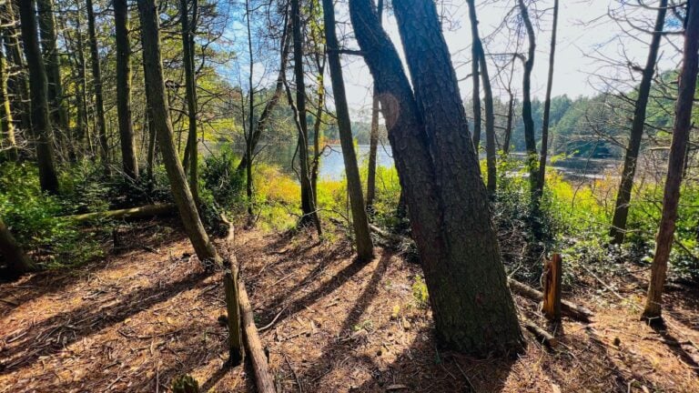 6 Pinelands Rules That Make New Jersey Land Worth Less Than It Looks