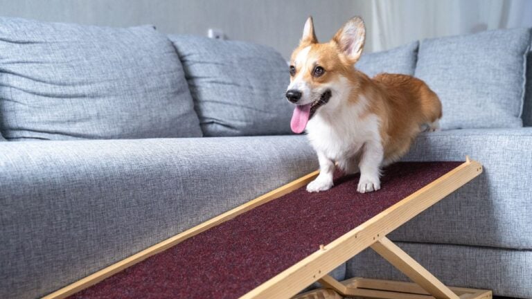 10 Small Changes That Make Life Easier for Senior Pets in Maryland Homes