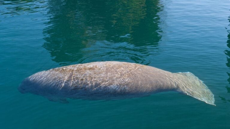 12 Disappearing Things Floridians Won’t Be Able to Enjoy Much Longer
