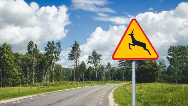5 Things Ohioans Can’t Legally Do With a Deer They Hit