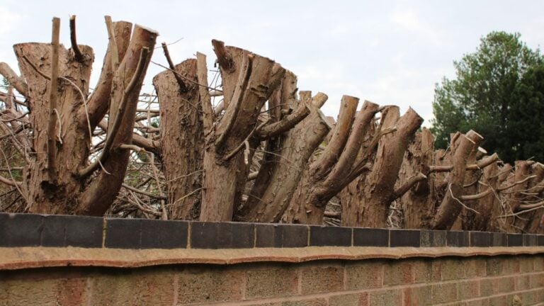 9 Things Virginians Can’t Legally Do to a Neighbor’s Tree