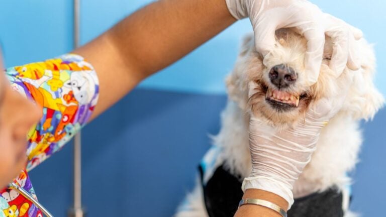9 Things Kentucky Veterinarians Can Tell About a Pet’s Home Life