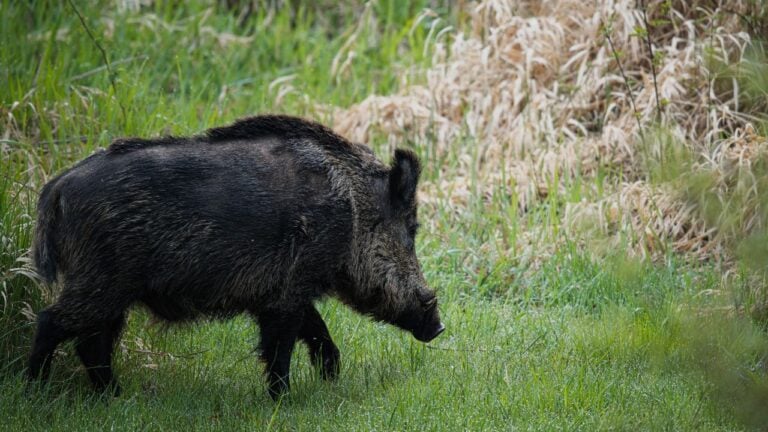 12 Things in Pennsylvania’s Woods That Are Worse Than Pennsylvanians Think