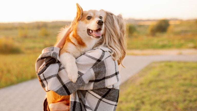 8 Dog Rules Delaware Towns Enforce Differently Than Owners Expect
