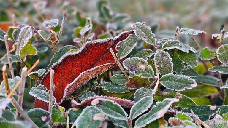 9 Things Idaho Gardeners Get Wrong About the First Freeze