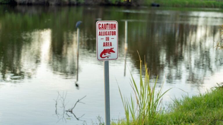 8 Common Florida Wildlife Encounters, and What the State Tells You to Do About Them