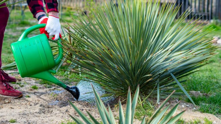 6 Acequia Rules That Decide Who Gets Water in New Mexico