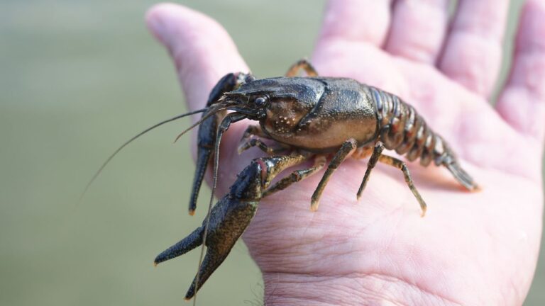 13 Signs Someone Was Raised in Louisiana No Matter Where They Live Now