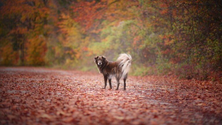 9 Fall Hazards Vermont Dog Owners Underestimate Every October