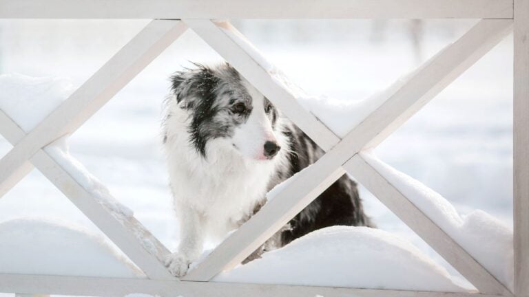 7 Cold-Weather Signs Veterinarians Want Wisconsin Dog Owners to Watch For This Fall