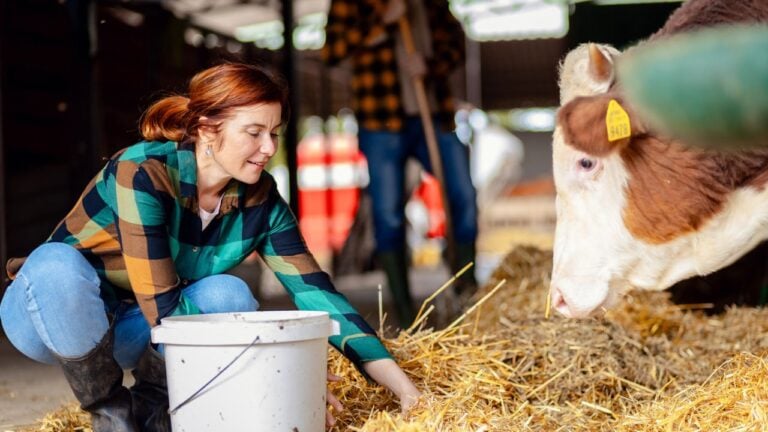 5 Signs Montana Ranchers Bring Cattle Down Early