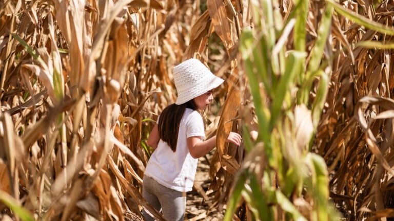 7 Corn Maze Traditions Iowa Families Never Skip in October