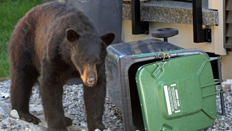 5 California Wildlife Rules That Get Homeowners Fined Every Fall